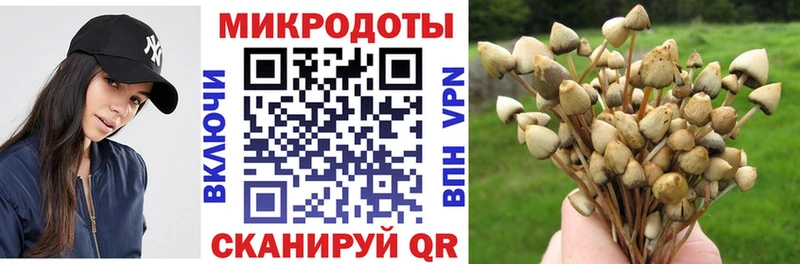 продажа наркотиков  Аркадак  Псилоцибиновые грибы MAGIC MUSHROOMS 